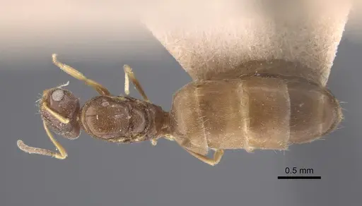 Plagiolepis pallescens specimen CASENT0917315 image casent0917315_1