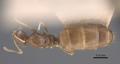 Plagiolepis pallescens specimen CASENT0917315 image casent0917315_2