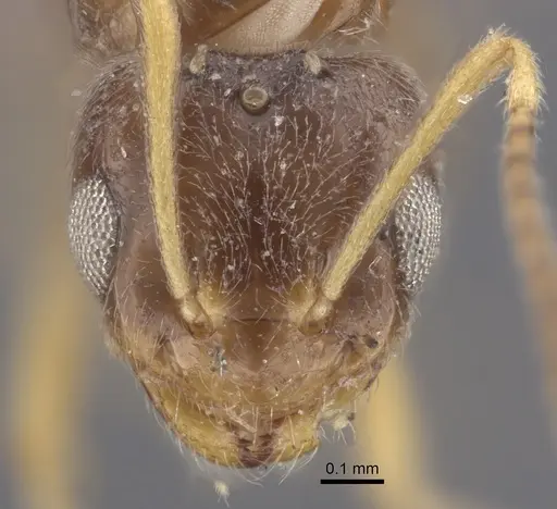 Plagiolepis pallescens specimen CASENT0917315 image casent0917315_3