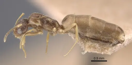 Plagiolepis pallescens specimen CASENT0917315 image casent0917315_5