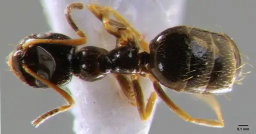 Plagiolepis pallescens specimen CFH000040 image cfh000040_1