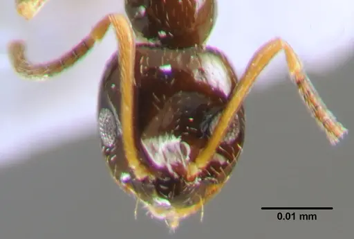 Plagiolepis pallescens specimen CFH000040 image cfh000040_2