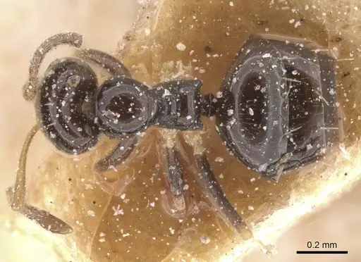Plagiolepis pictipes specimen CASENT0912411 image casent0912411_1
