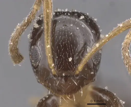 Plagiolepis pictipes specimen CASENT0912411 image casent0912411_2