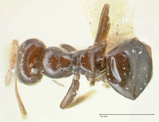 Plagiolepis pissina specimen FOCOL2225 image focol2225_1