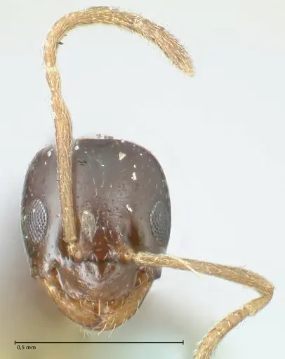 Plagiolepis pissina specimen FOCOL2225 image focol2225_2