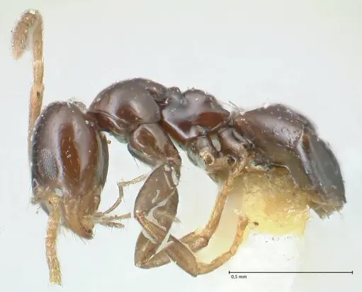 Plagiolepis pissina specimen FOCOL2225 image focol2225_3