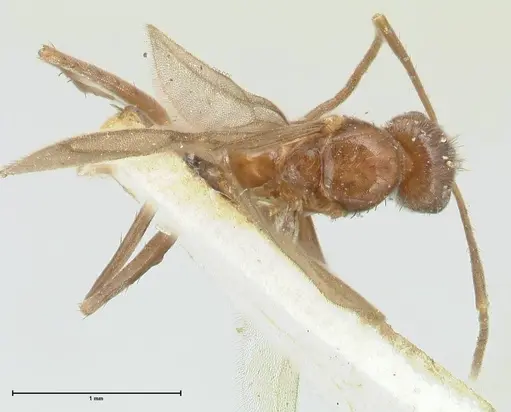 Plagiolepis pissina specimen FOCOL2226 image focol2226_1