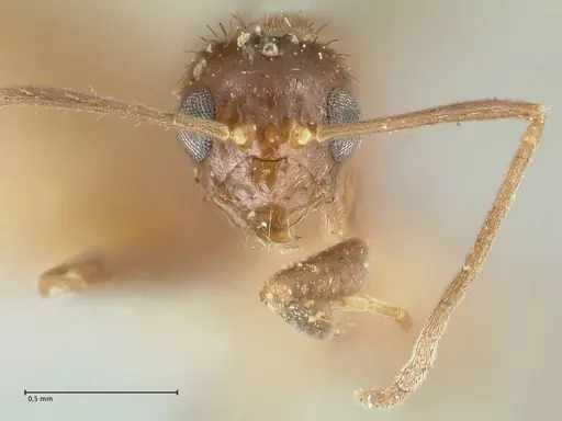 Plagiolepis pissina specimen FOCOL2226 image focol2226_2