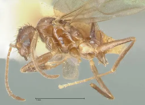 Plagiolepis pissina specimen FOCOL2226 image focol2226_3