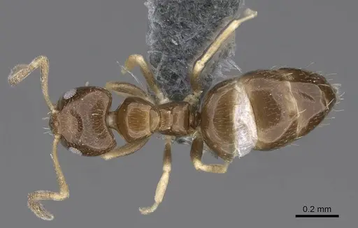 Plagiolepis puncta specimen CASENT0787965 image casent0787965_1