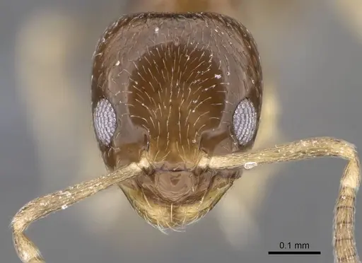 Plagiolepis puncta specimen CASENT0787965 image casent0787965_2