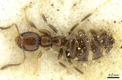 Plagiolepis puncta specimen CASENT0906249 image casent0906249_1