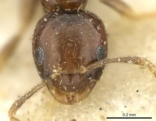 Plagiolepis puncta specimen CASENT0906249 image casent0906249_2