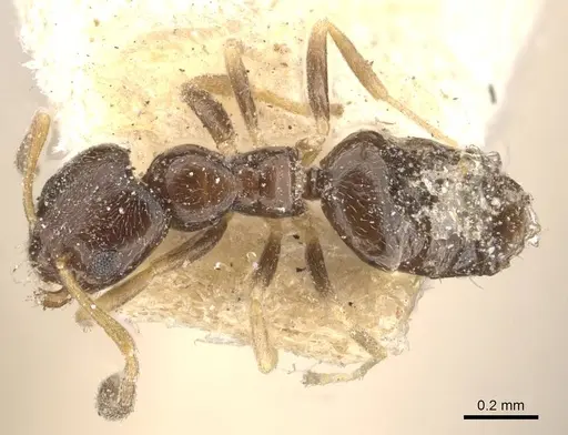 Plagiolepis puncta specimen CASENT0909855 image casent0909855_1
