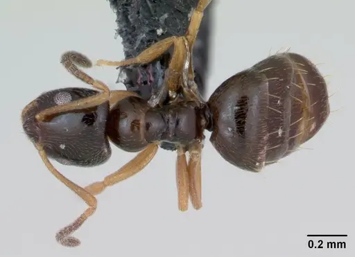 Plagiolepis pygmaea specimen CASENT0173129 image casent0173129_1