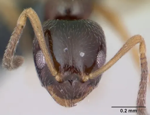 Plagiolepis pygmaea specimen CASENT0173129 image casent0173129_2