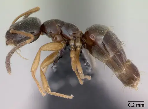 Plagiolepis pygmaea specimen CASENT0173129 image casent0173129_3