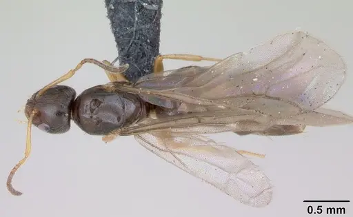 Plagiolepis pygmaea specimen CASENT0173130 image casent0173130_1