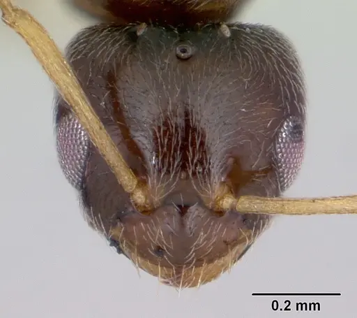 Plagiolepis pygmaea specimen CASENT0173130 image casent0173130_2