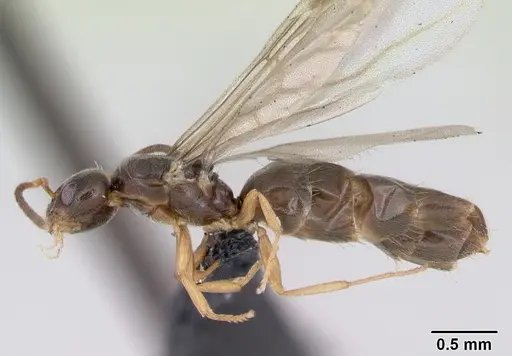 Plagiolepis pygmaea specimen CASENT0173130 image casent0173130_3