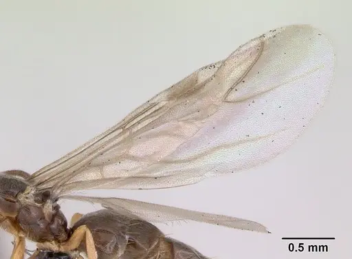 Plagiolepis pygmaea specimen CASENT0173130 image casent0173130_4