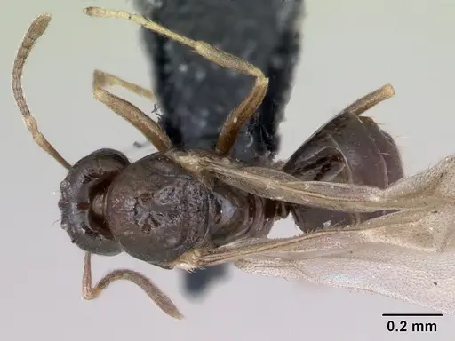 Plagiolepis pygmaea specimen CASENT0173131 image casent0173131_1