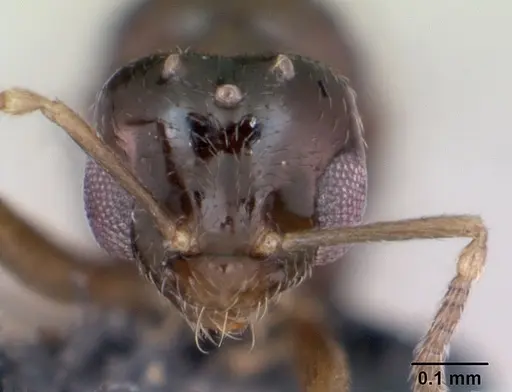 Plagiolepis pygmaea specimen CASENT0173131 image casent0173131_2