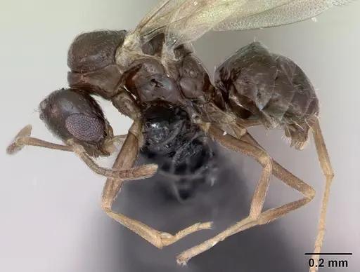 Plagiolepis pygmaea specimen CASENT0173131 image casent0173131_3