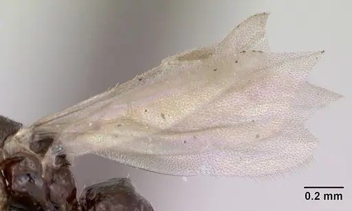 Plagiolepis pygmaea specimen CASENT0173131 image casent0173131_4