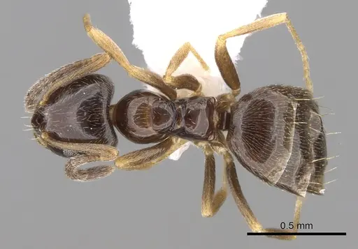 Plagiolepis pygmaea specimen CASENT0281164 image casent0281164_1