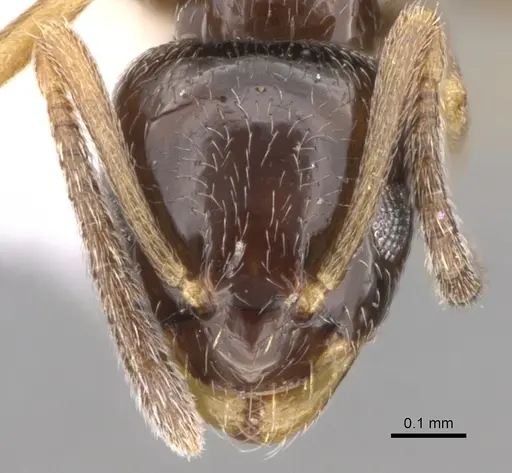 Plagiolepis pygmaea specimen CASENT0281164 image casent0281164_2