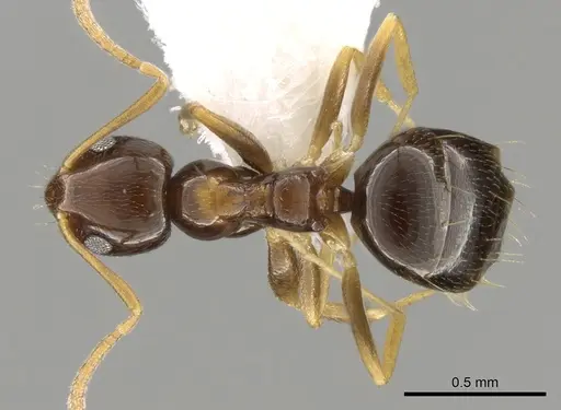 Plagiolepis pygmaea specimen CASENT0281341 image casent0281341_1