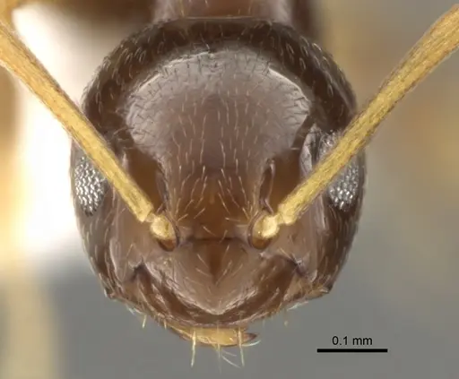 Plagiolepis pygmaea specimen CASENT0281341 image casent0281341_2