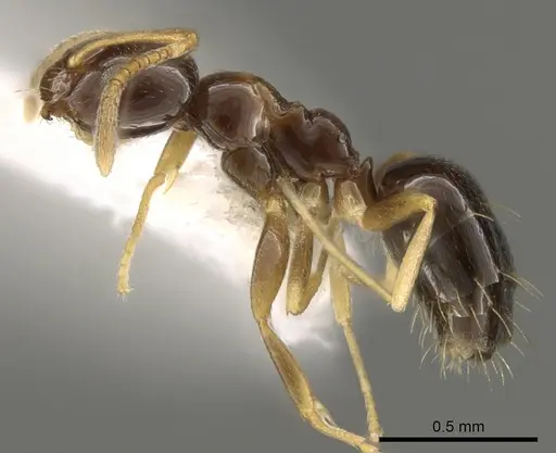 Plagiolepis pygmaea specimen CASENT0281341 image casent0281341_3