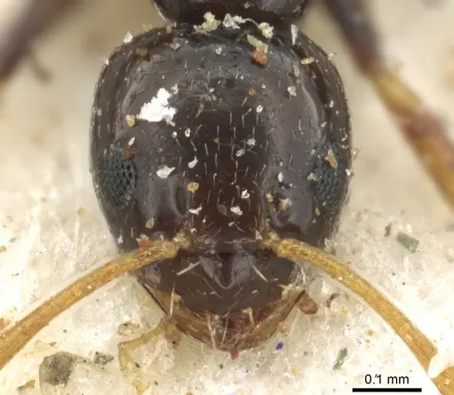 Plagiolepis pygmaea specimen CASENT0903145 image casent0903145_2