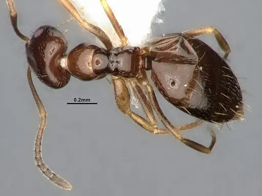 Plagiolepis pyrenaica specimen CASENT4031632 image casent4031632_1
