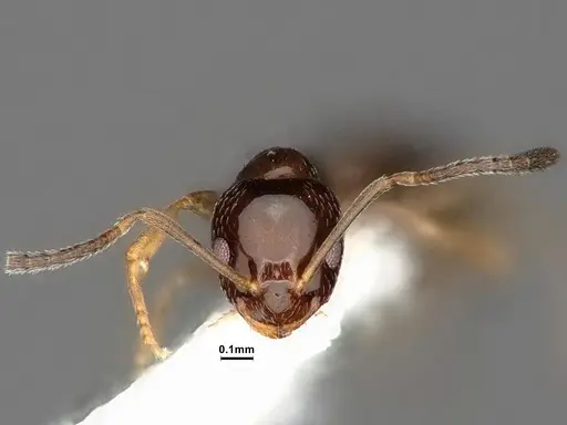 Plagiolepis pyrenaica specimen CASENT4031632 image casent4031632_2