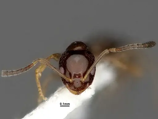 Plagiolepis pyrenaica specimen CASENT4031632 image casent4031632_3