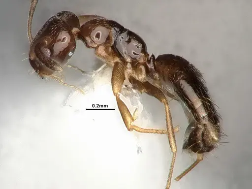 Plagiolepis pyrenaica specimen CASENT4031632 image casent4031632_4
