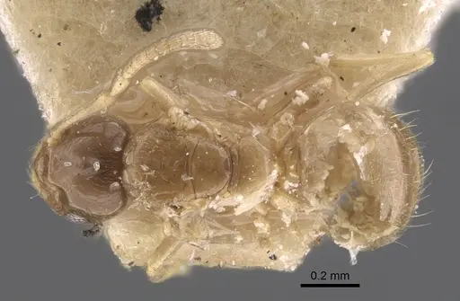 Plagiolepis regis specimen CASENT0917316 image casent0917316_1