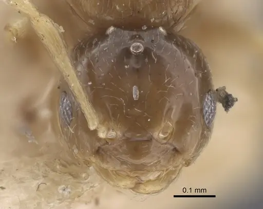 Plagiolepis regis specimen CASENT0917316 image casent0917316_2