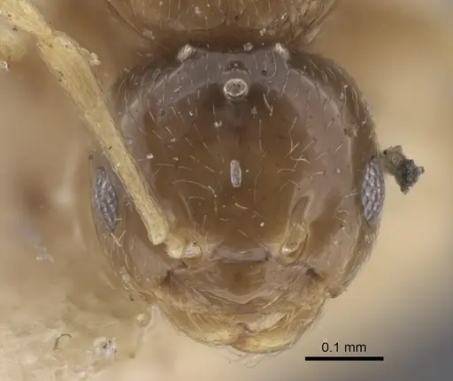 Plagiolepis regis specimen CASENT0917316 image casent0917316_3