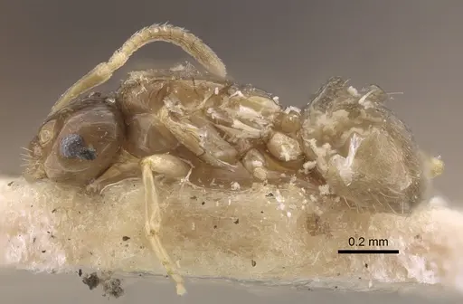 Plagiolepis regis specimen CASENT0917316 image casent0917316_4