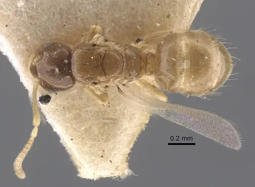 Plagiolepis regis specimen CASENT0917317 image casent0917317_1