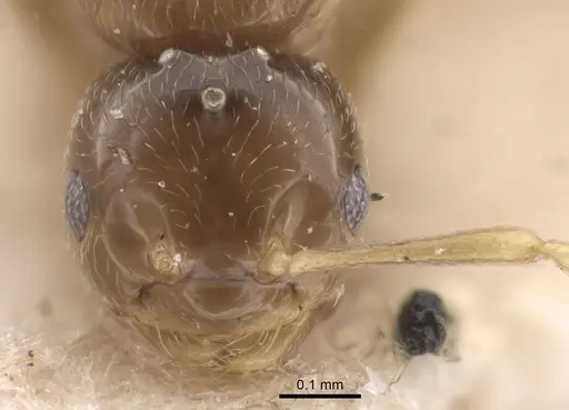 Plagiolepis regis specimen CASENT0917317 image casent0917317_2