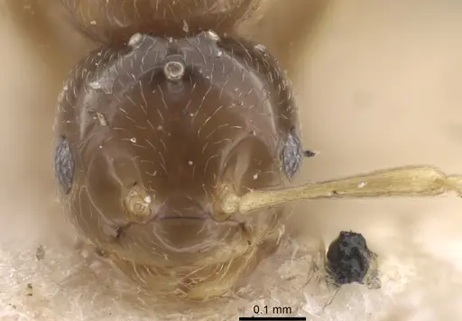 Plagiolepis regis specimen CASENT0917317 image casent0917317_3