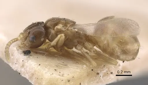 Plagiolepis regis specimen CASENT0917317 image casent0917317_4