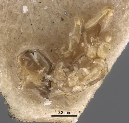 Plagiolepis regis specimen CASENT0917318 image casent0917318_1