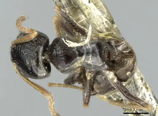 Plagiolepis rogeri specimen CASENT0906251 image casent0906251_1